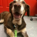 Adoptable Georgia Dogs for November 4, 2015