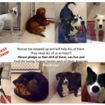 Adoptable Georgia Dogs for October 26, 2015