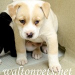 Adoptable Georgia Dogs for November 5, 2015