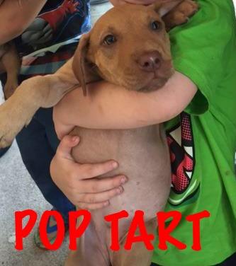 Pop Tart