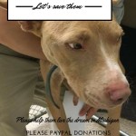 Adoptable Georgia Dogs for November 9, 2015