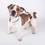 Adoptable Georgia Dogs for November 13, 2015
