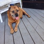 Adoptable Georgia Dogs for November 12, 2015