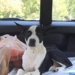 Adoptable Georgia Dogs for November 6, 2015