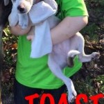 Adoptable Georgia Dogs for November 3, 2015