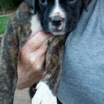 Adoptable Georgia Dogs for November 23, 2015
