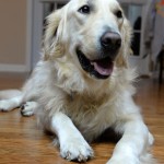 Adoptable Georgia Dogs for December 8, 2015