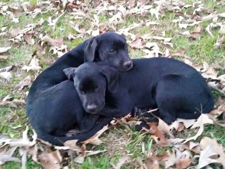Byron Pups