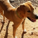 Adoptable Georgia Dogs for December 1, 2015