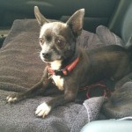 Adoptable Georgia Dogs for December 29, 2015