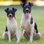Adoptable Georgia Dogs for December 2, 2015