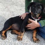 Adoptable Georgia Dogs for December 4, 2015
