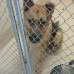 Adoptable Georgia Dogs for December 16, 2015
