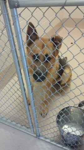 Gwinnett Urgent Shepherd