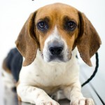 Adoptable Georgia Dogs for December 3, 2015