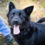 Adoptable Georgia Dogs for December 17, 2015