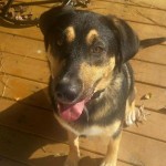 Adoptable Georgia Dogs for December 14, 2015