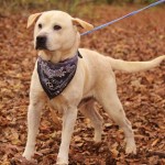 Adoptable Georgia Dogs for December 18, 2015
