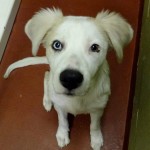 Adoptable Georgia Dogs for December 10, 2015