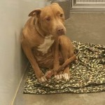 Adoptable Georgia Dogs for December 30, 2015