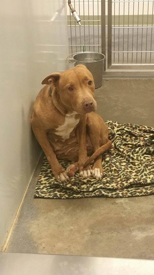 Pittie Mama