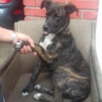 Adoptable Georgia Dogs for December 15, 2015