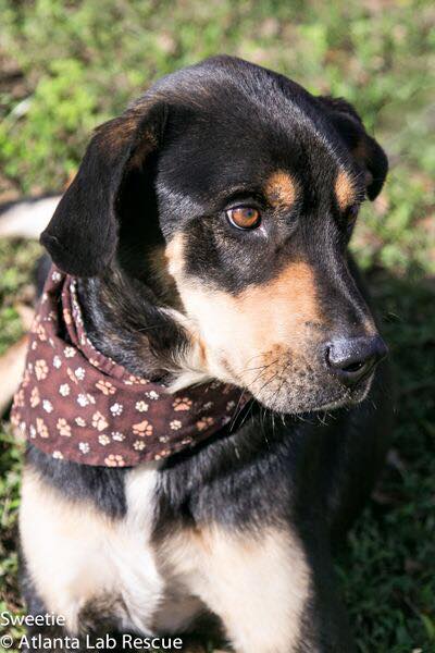 SweetieAtlanta Lab Rescue