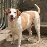 Adoptable Georgia Dogs for December 7, 2015