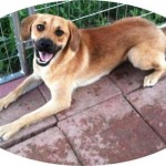 Adoptable Georgia Dogs for December 11, 2015