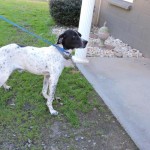 Adoptable Georgia Dogs for December 22, 2015
