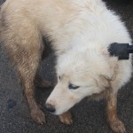 Adoptable Georgia Dogs for January 26, 2016