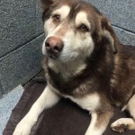 Adoptable Georgia Dogs for January 5, 2016