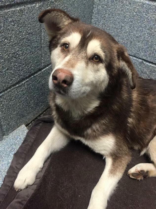 Aspen Orphan Annie