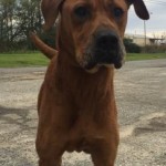Adoptable Georgia Dogs for January 15, 2016