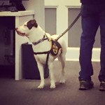 Adoptable Georgia Dogs for January 13, 2016