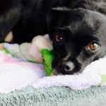 Adoptable Georgia Dogs for August 22, 2016