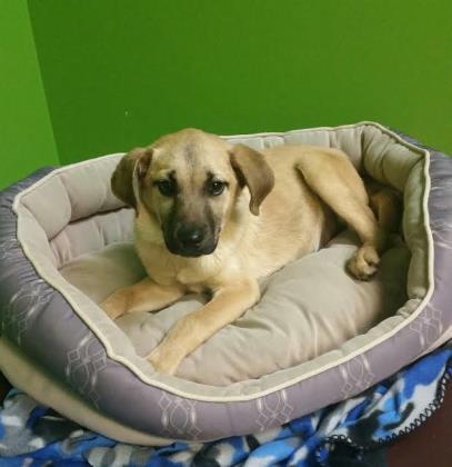 Cornell