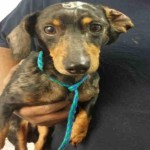 Adoptable Georgia Dogs for January 20, 2016