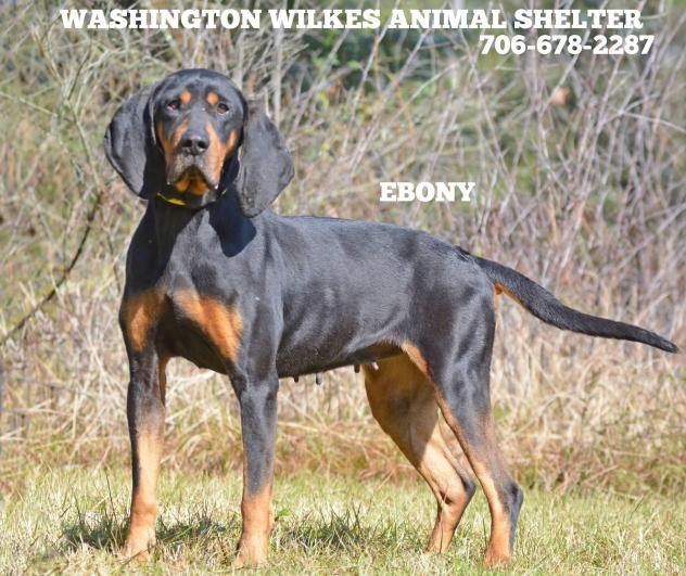 Ebony