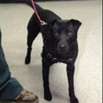 Adoptable Georgia Dogs for January 28, 2016