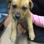 Adoptable Georgia Dogs for January 25, 2015