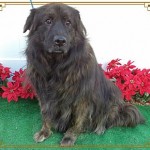 Adoptable Georgia Dogs for January 6, 2016
