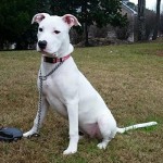 Adoptable Georgia Dogs for January 4, 2016