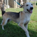 Adoptable Georgia Dogs for January 11, 2016