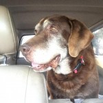 Adoptable Georgia Dogs for January 14, 2016
