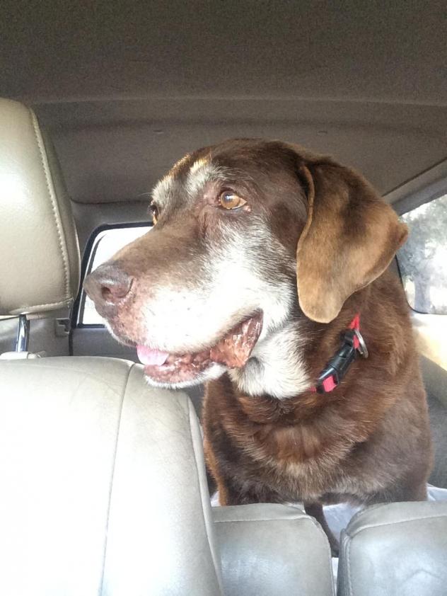 Rex Retriever