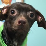 Adoptable Georgia Dogs for January 21, 2016