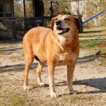 Adoptable Georgia Dogs for January 29, 2016