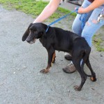 Adoptable Georgia Dogs for January 7, 2016