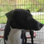 Adoptable Georgia Dogs for February 1, 2016